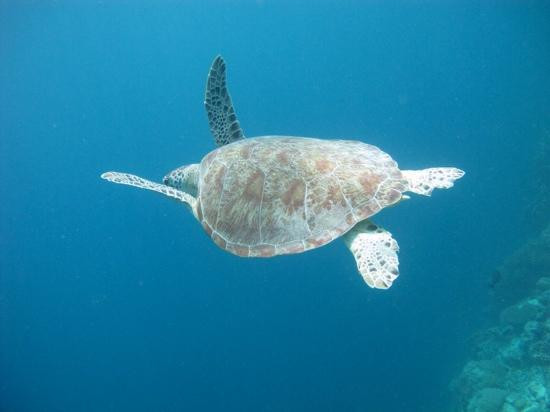 仙本那国家公园-仙本那必去景点