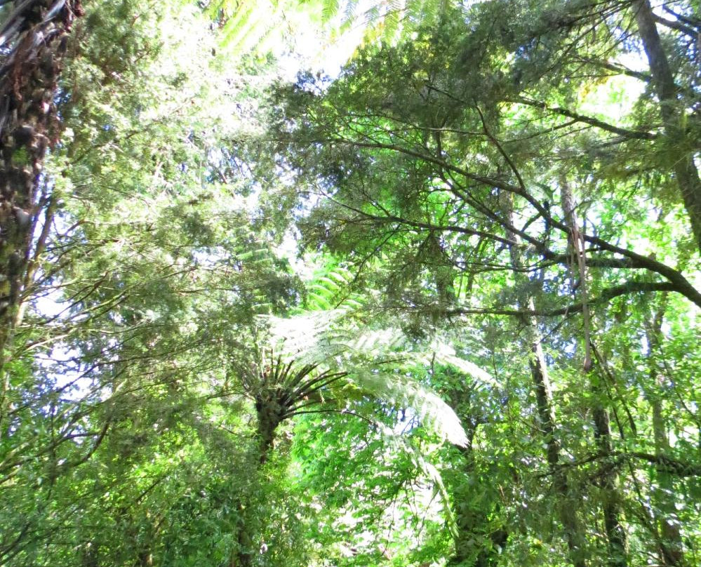 Patea River景点图片