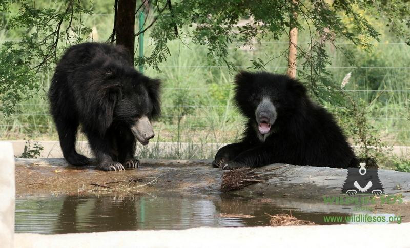 Wildlife Sos景点图片