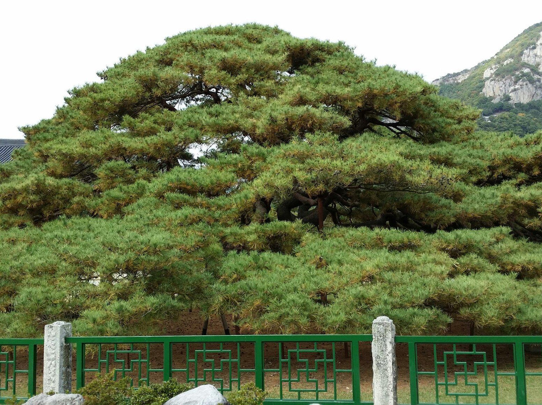 Unmunsa Temple-清道郡必去景点