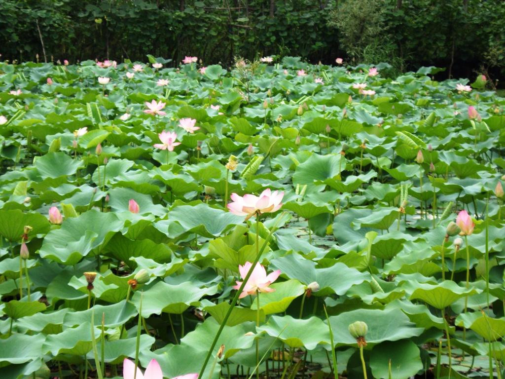 Mugal Road - Jammu to Srinagar-斯利那加必去景点
