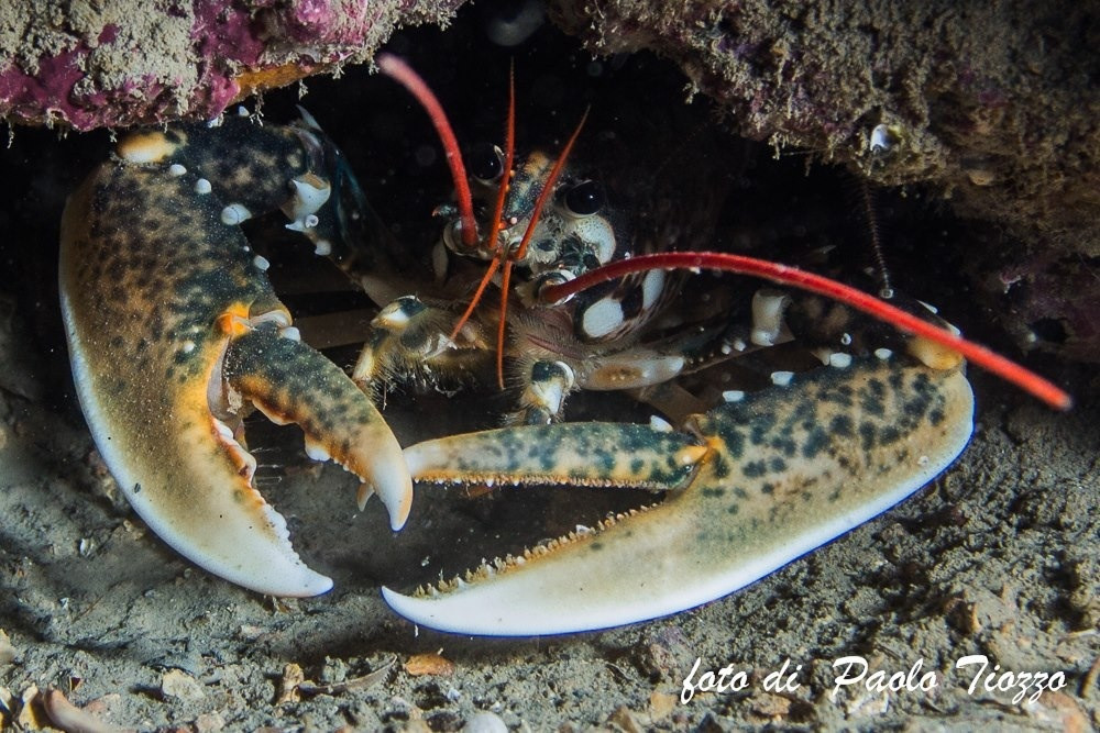 Diving nord Adriatico Jesolo-耶索洛必去景点