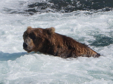 Steller Air Service-荷马必去景点