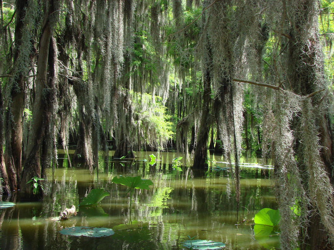 Bayou Teche Experience景点图片