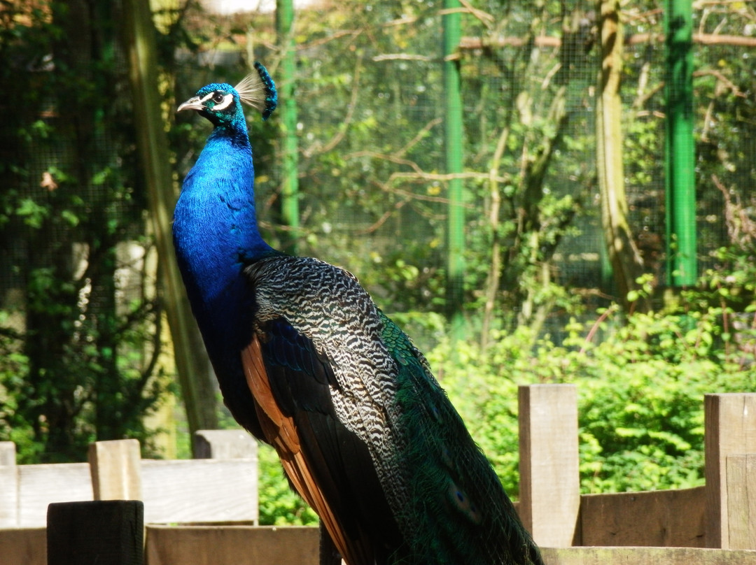 Zoo Schwerin景点图片