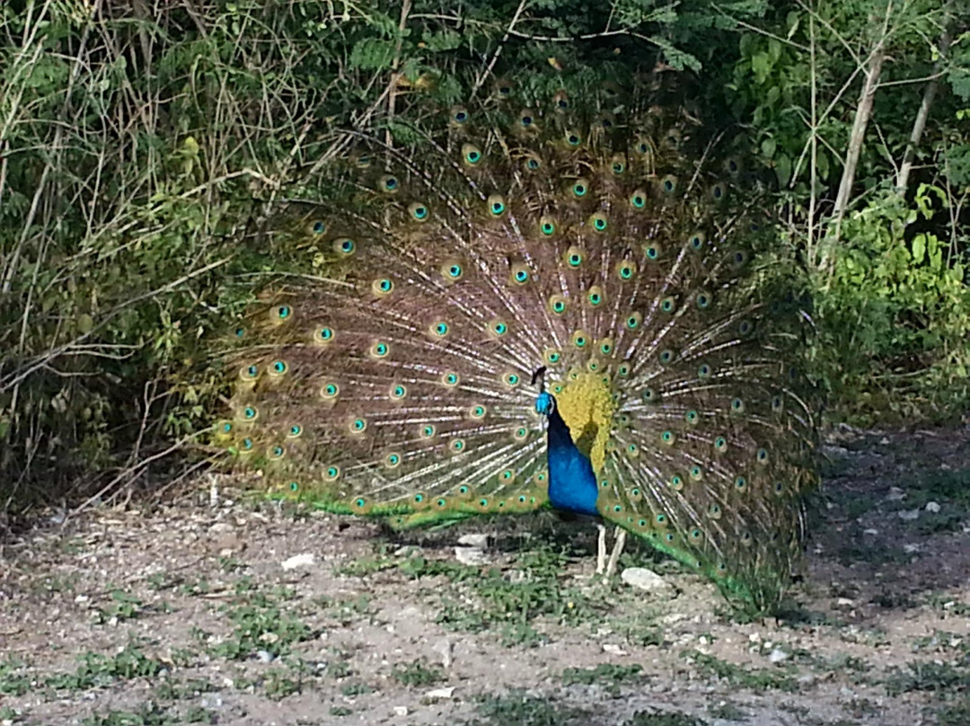 Wadadli Animal Nature Park-圣 约翰必去景点