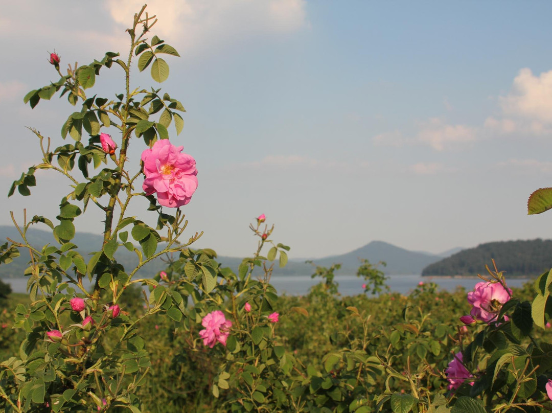 Little Rose Fields-Panicherevo必去景点