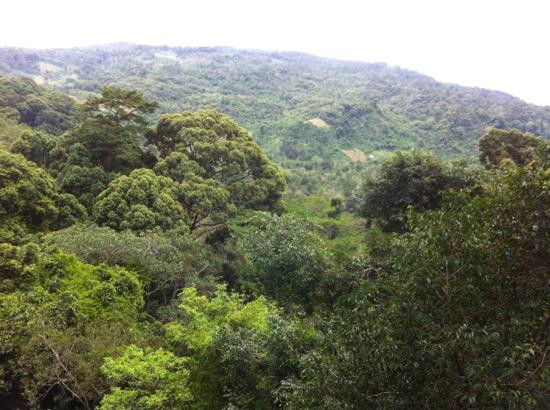 Poring Treetop Canopy Walk-亚庇必去景点