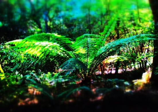 雪博鲁克森林-墨尔本必去景点