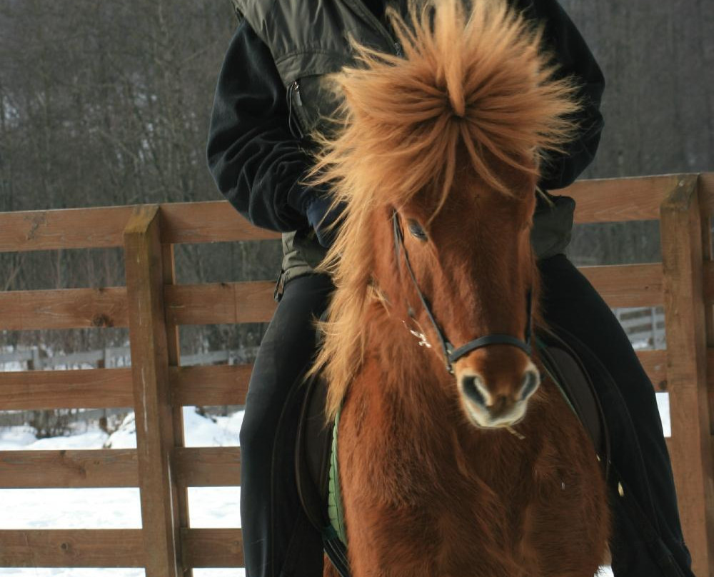 Icelandic Horses Riding Ranch景点图片