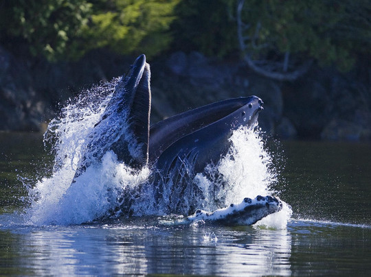 Jamie's Whaling Station & Adventure Centres-托菲诺必去景点