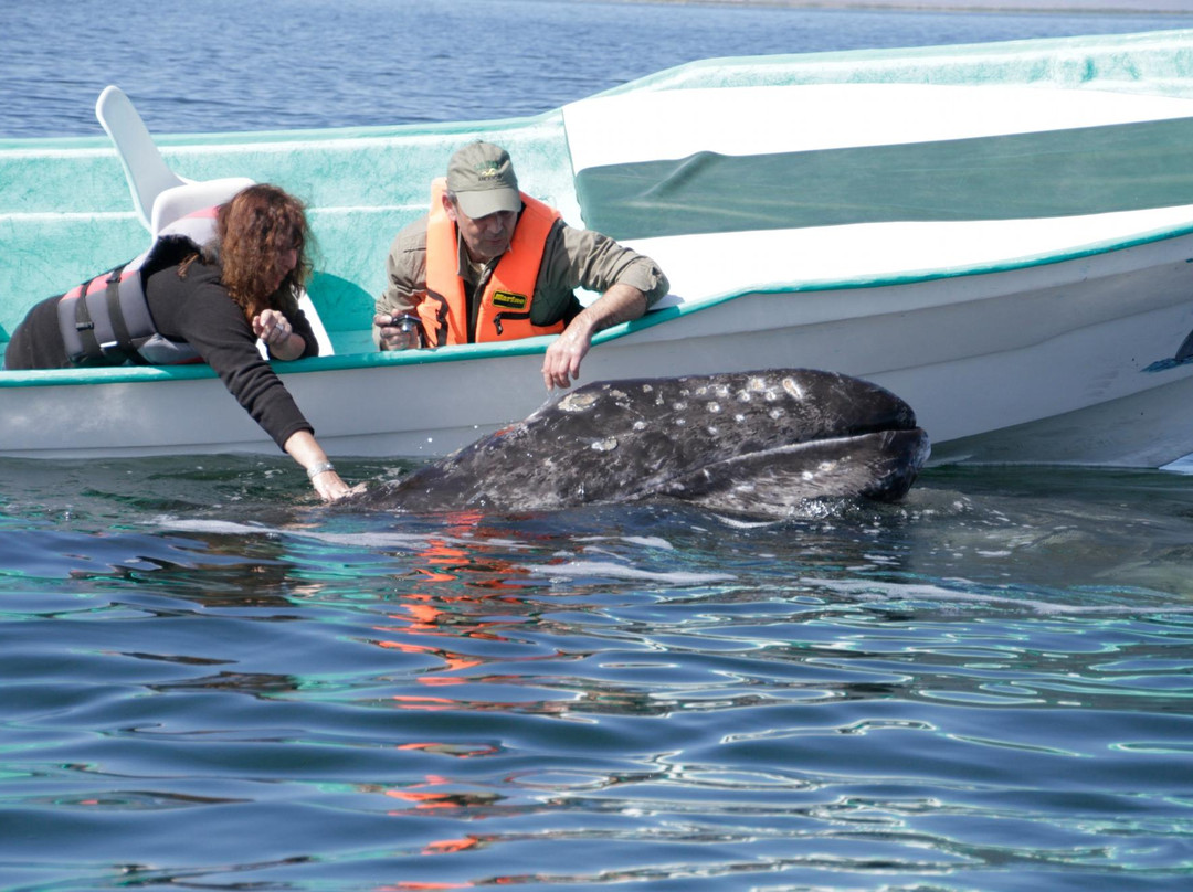 Magdalena Bay Whales-Puerto San Carlos必去景点