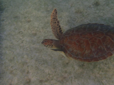 Nativo Tours-图伦必去景点