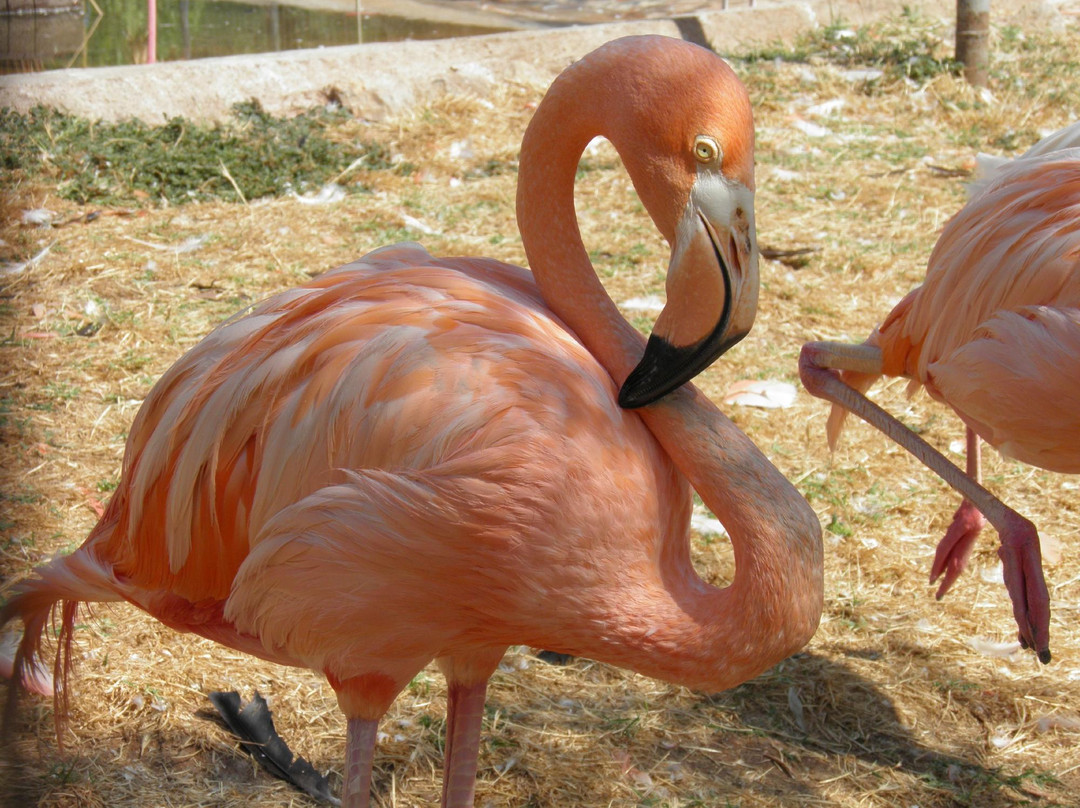 Parc Zoologique de Frejus-弗雷瑞斯必去景点