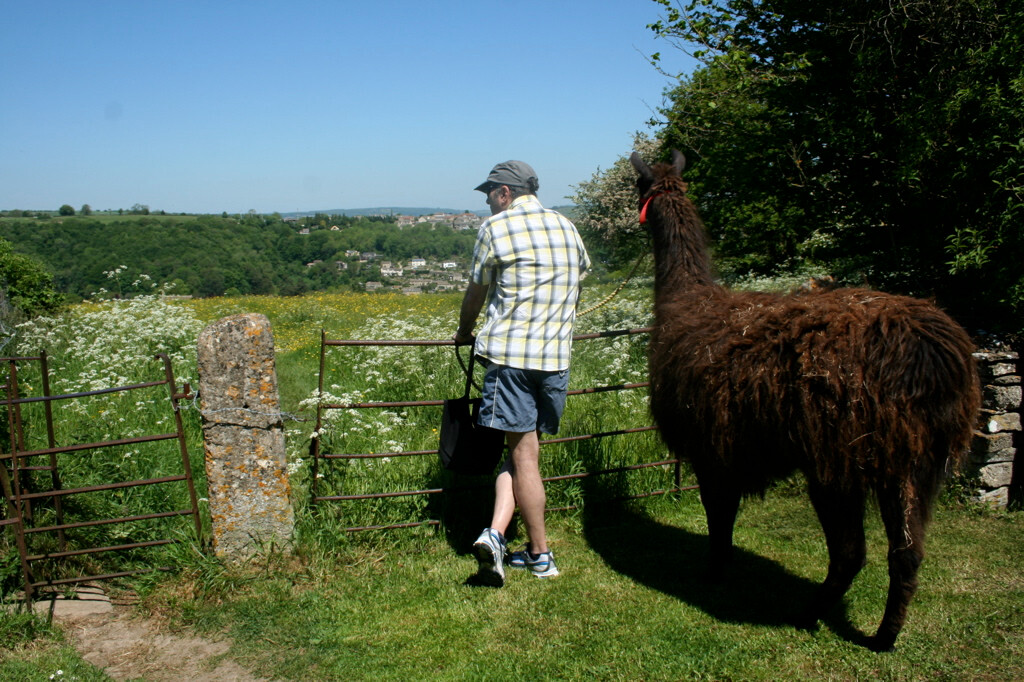 Cotswold Camelids景点图片