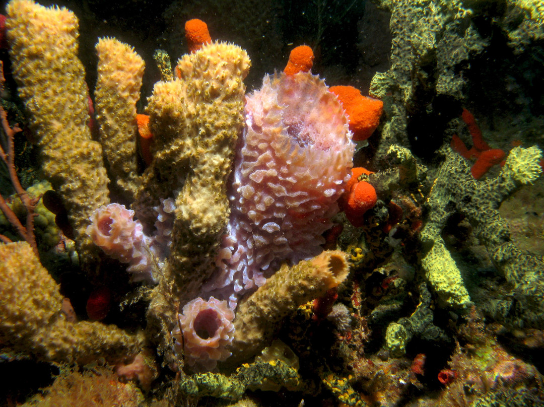 Underwater Explorers-博因顿海滩必去景点