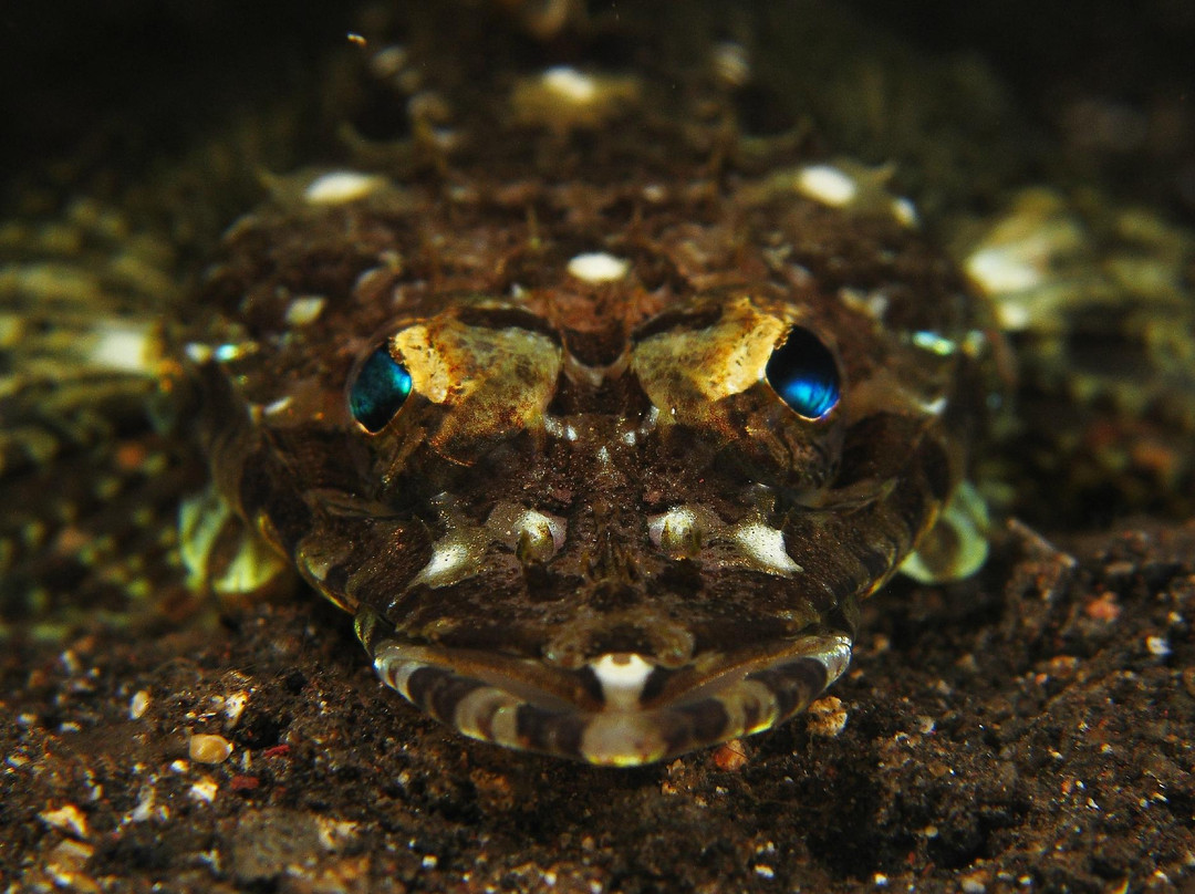Matahari Tulamben Dive Center-图兰本必去景点