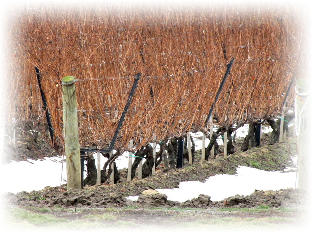 Château Des Charmes Winery-滨湖尼亚加拉必去景点