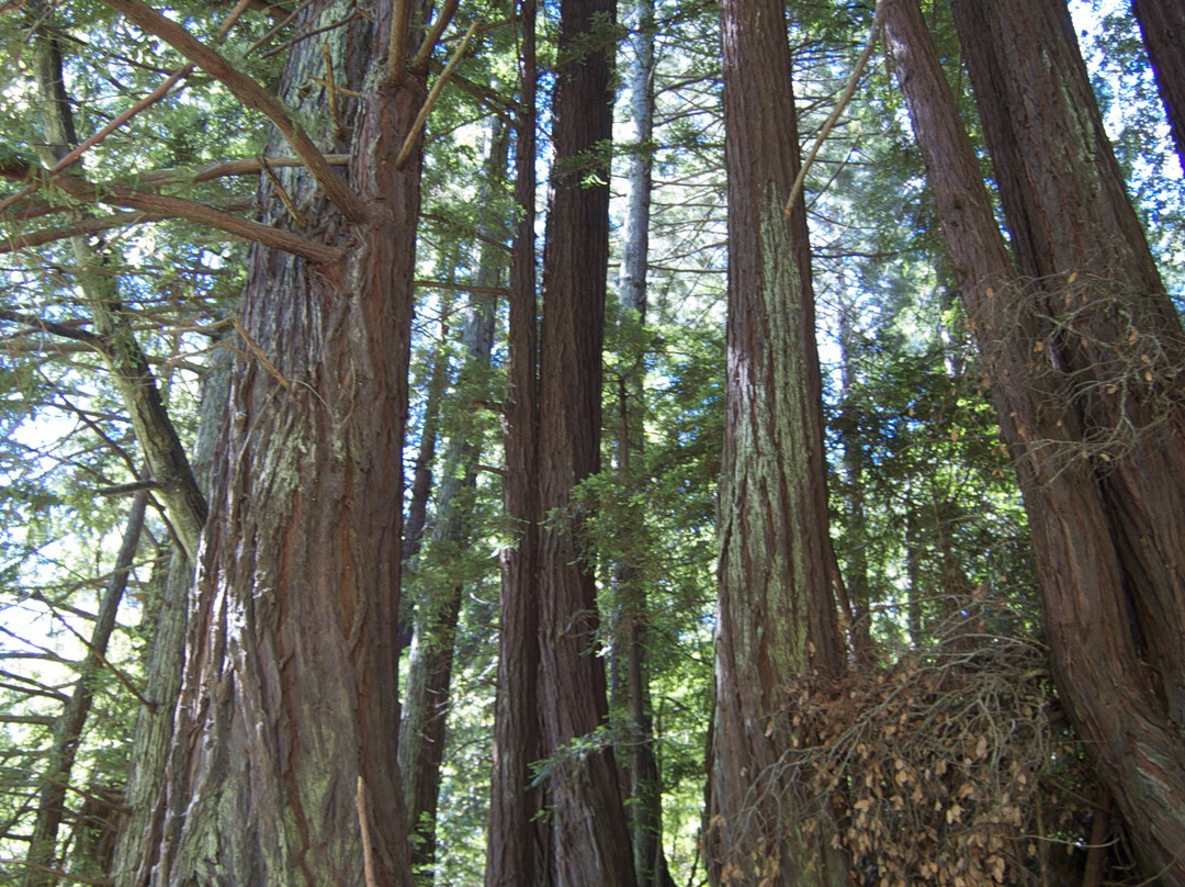 Purisima Creek Redwoods-Woodside必去景点