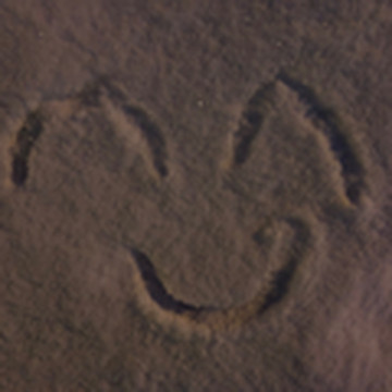 Curiosity54242901412