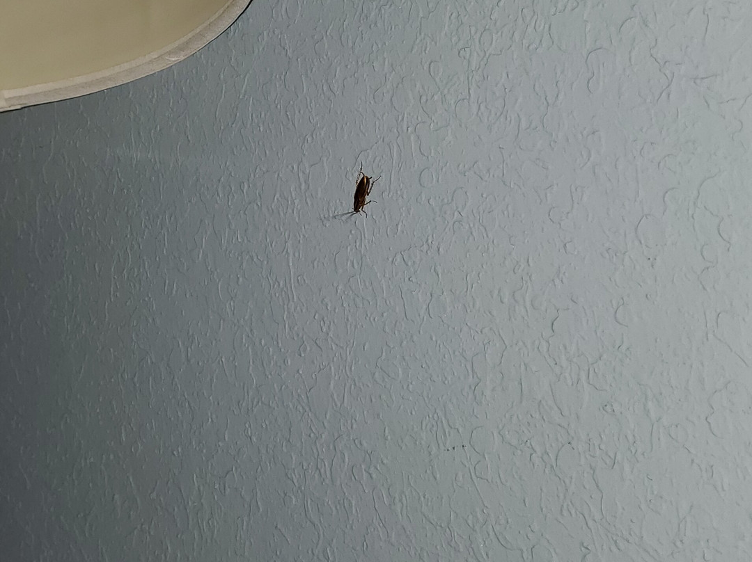 阿卡迪亚快捷假日&套房酒店主图