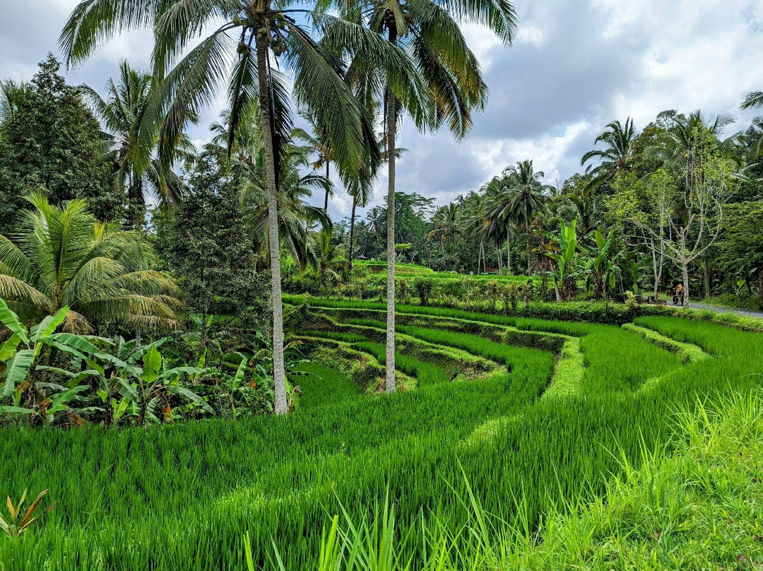 Explorer the real Ubud with Electric Fat BIike-乌布必去景点