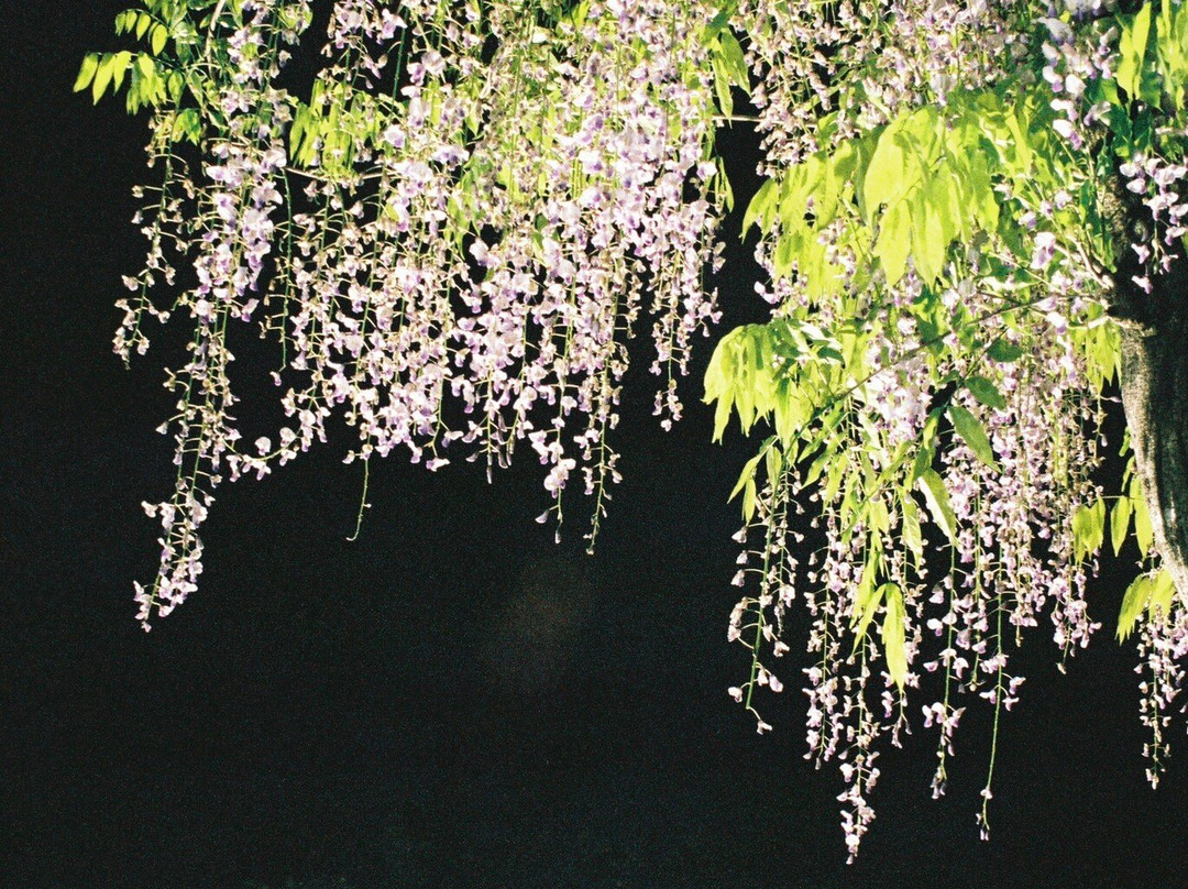 Byakkugoroji Temple-丹波市必去景点