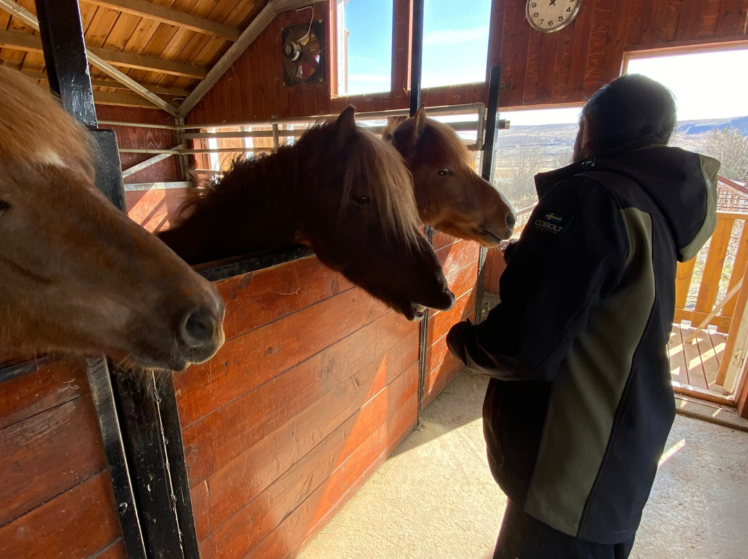 Sturlureykir Horses/Visiting HorseFarm景点图片