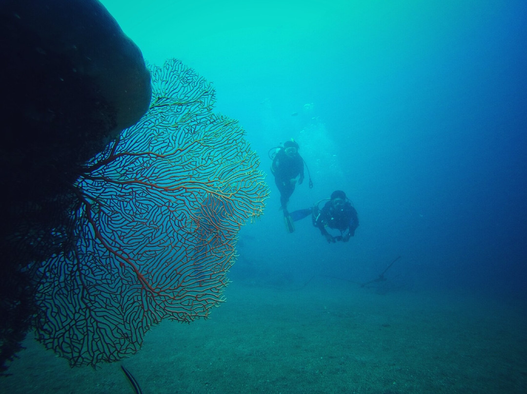 Lembata Dive Operator景点图片