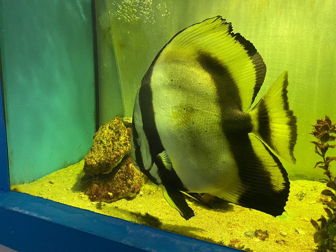 Aquarium Terrarium-克尔克必去景点