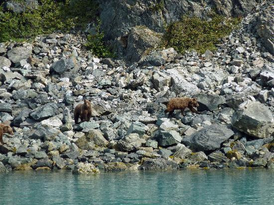 Spirit of Adventure-Glacier Bay National Park and Preserve必去景点