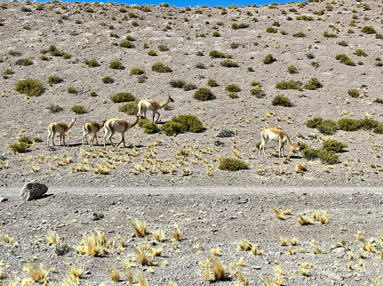 Layana Travel-圣佩德罗-德阿塔卡马必去景点