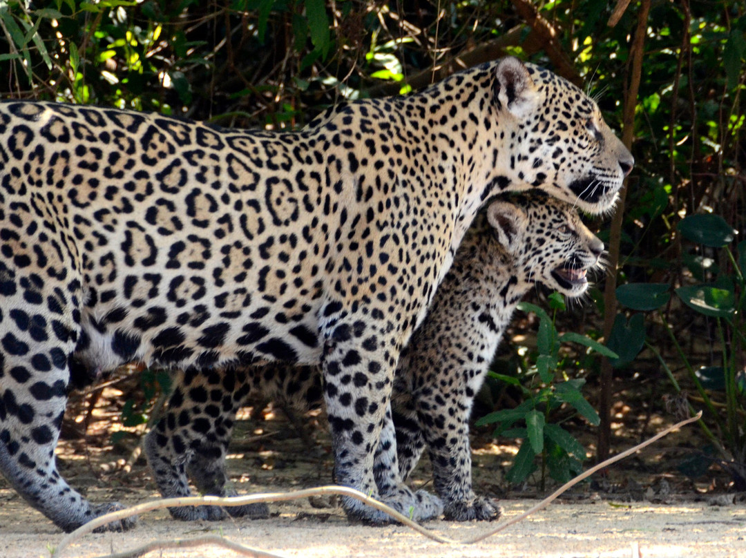 Pantanal Safaris景点图片