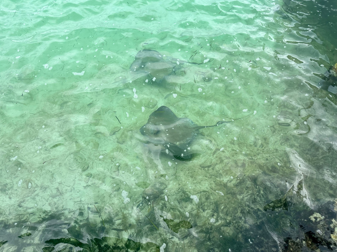 Sting ray Adventure景点图片