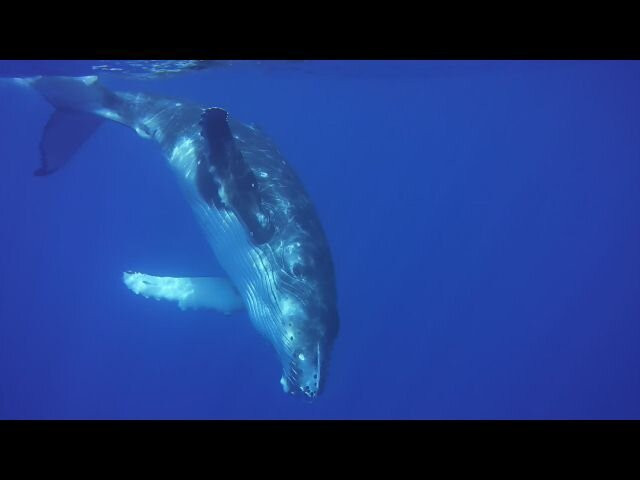 MOOREA MOANA TOURS-哈皮迪必去景点