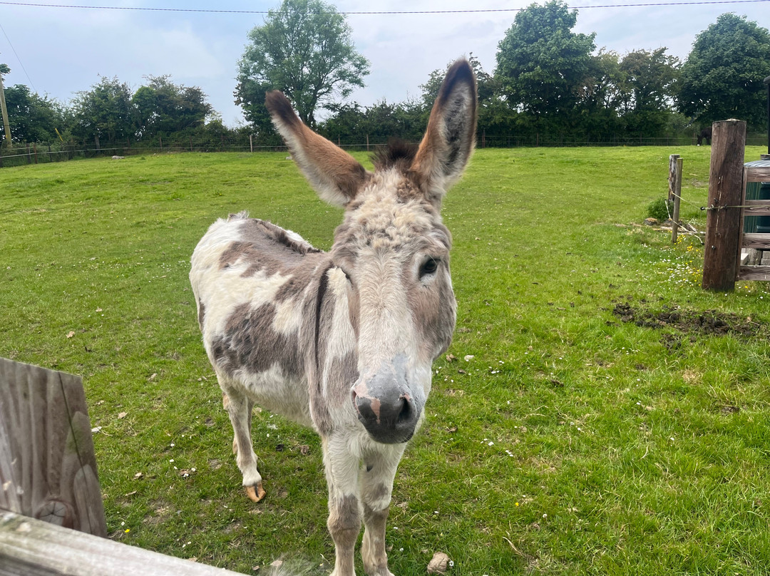 Donegal Donkey Sanctuary-Raphoe必去景点