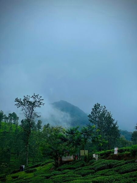 Kerala Private Tours - Travelberry Kerala景点图片