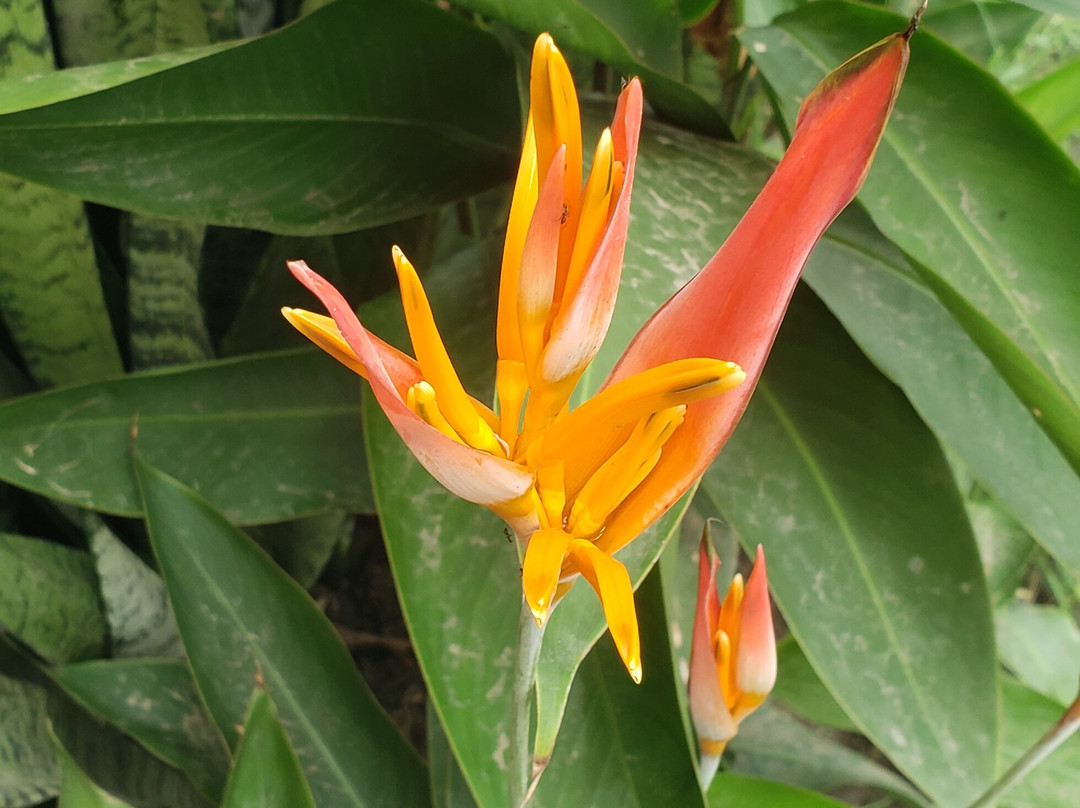 Atlantida Lodge主图