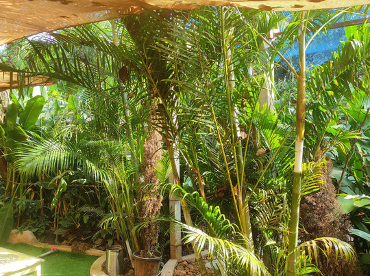 Garden Of Dreams Goa主图