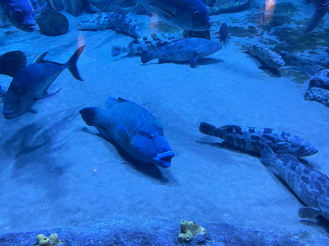 The National Aquarium Abu Dhabi景点图片