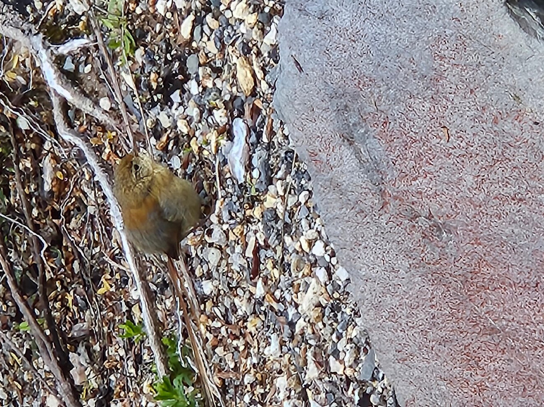 Volcan Chaiten-Chaiten必去景点