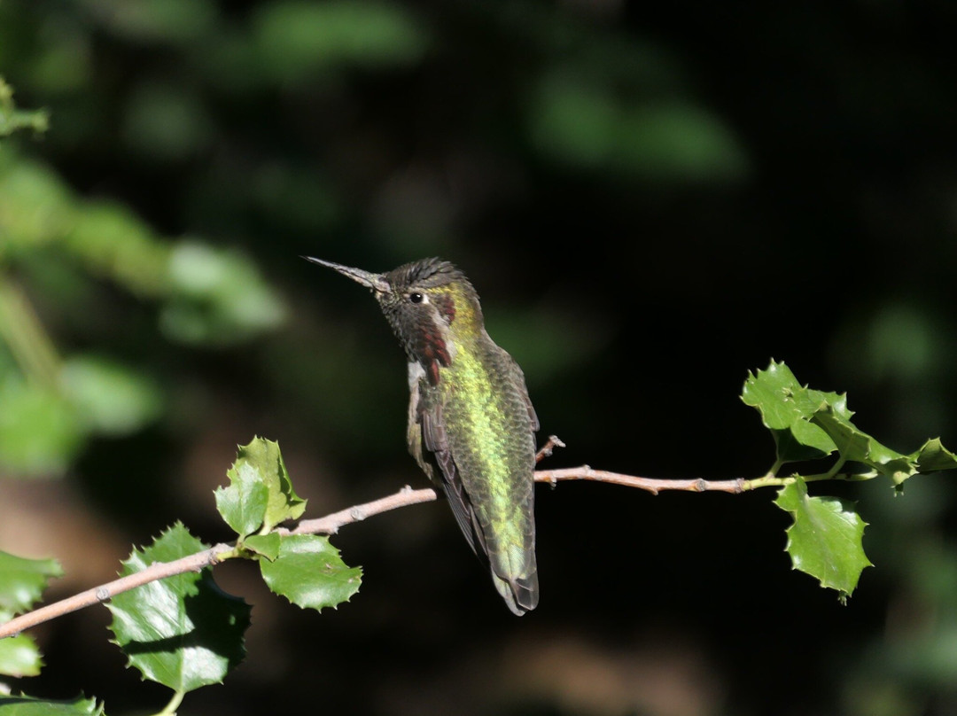 Placerita Canyon Nature Center景点图片