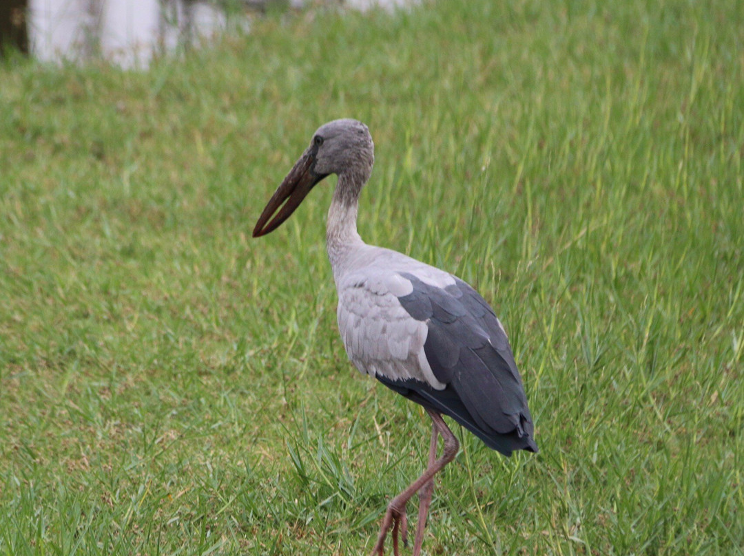 Pinehurst golf club-空銮必去景点
