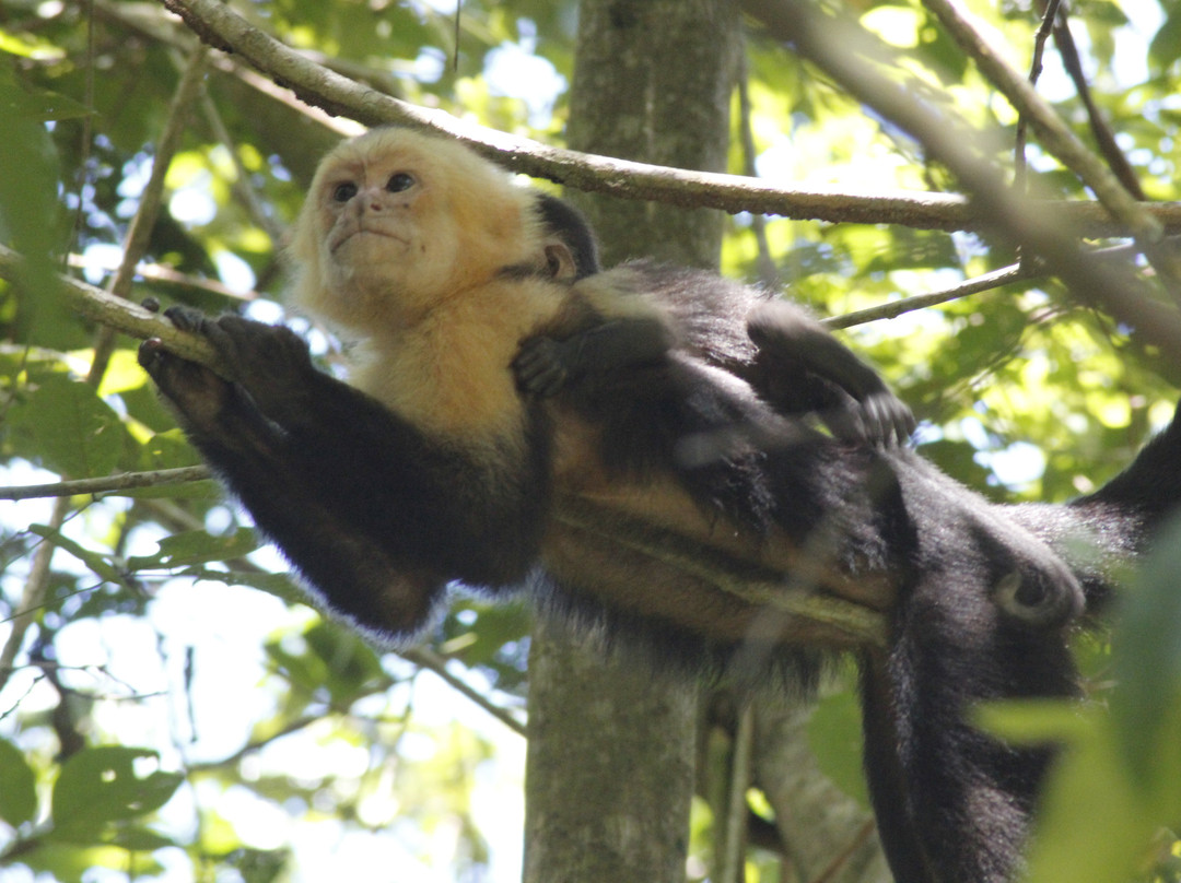 Corcovado National Park-Carate必去景点