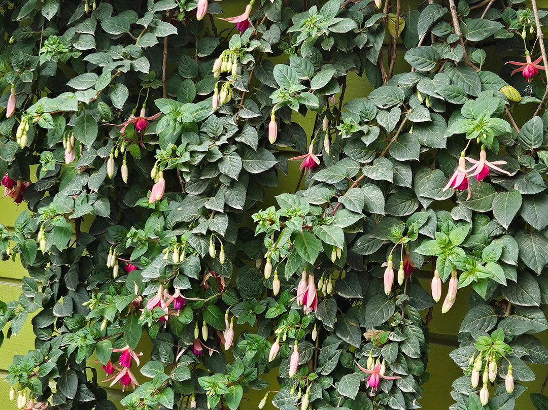 Chhaimale Resort主图