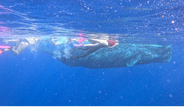 Ocean Brothers Mauritius-塔玛琳必去景点