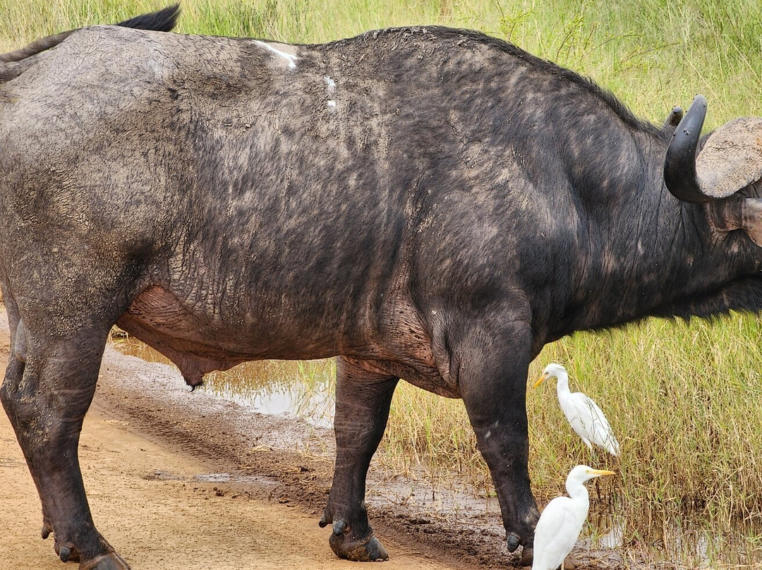 Lazizi Expeditions-内罗毕必去景点