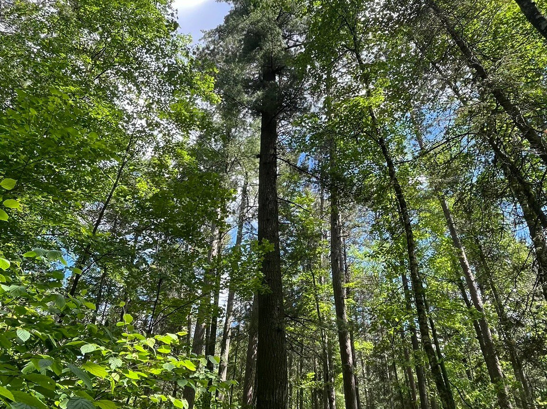 Lost Forty-Blackduck必去景点