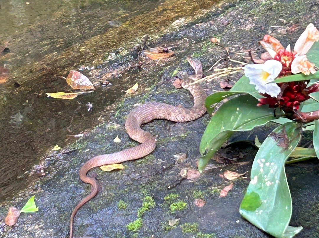 Wanakaset Sri Lanka-Kitulgala必去景点