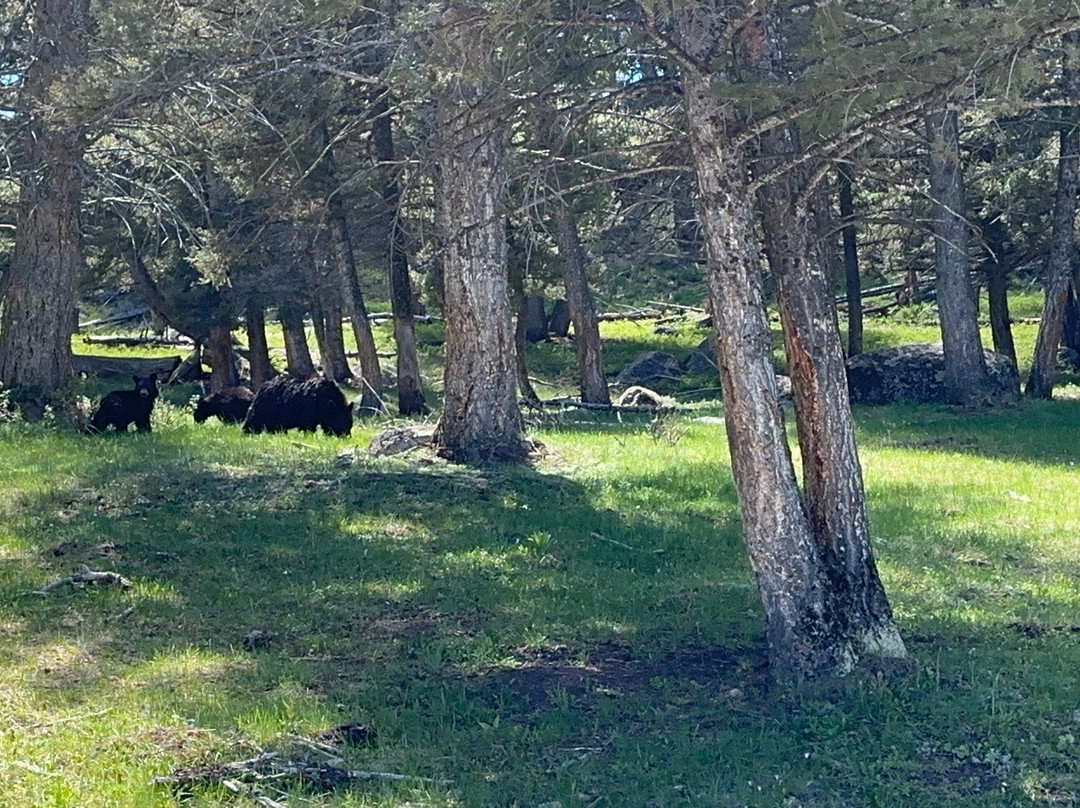 Lamar Valley Touring景点图片